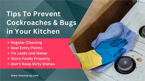 Tips To Prevent Cockroaches & Bugs in Your Kitchen